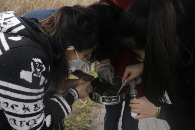 同学们在认真挑选底泥中的底栖动物 同学们在认真挑选底泥中的底栖动物